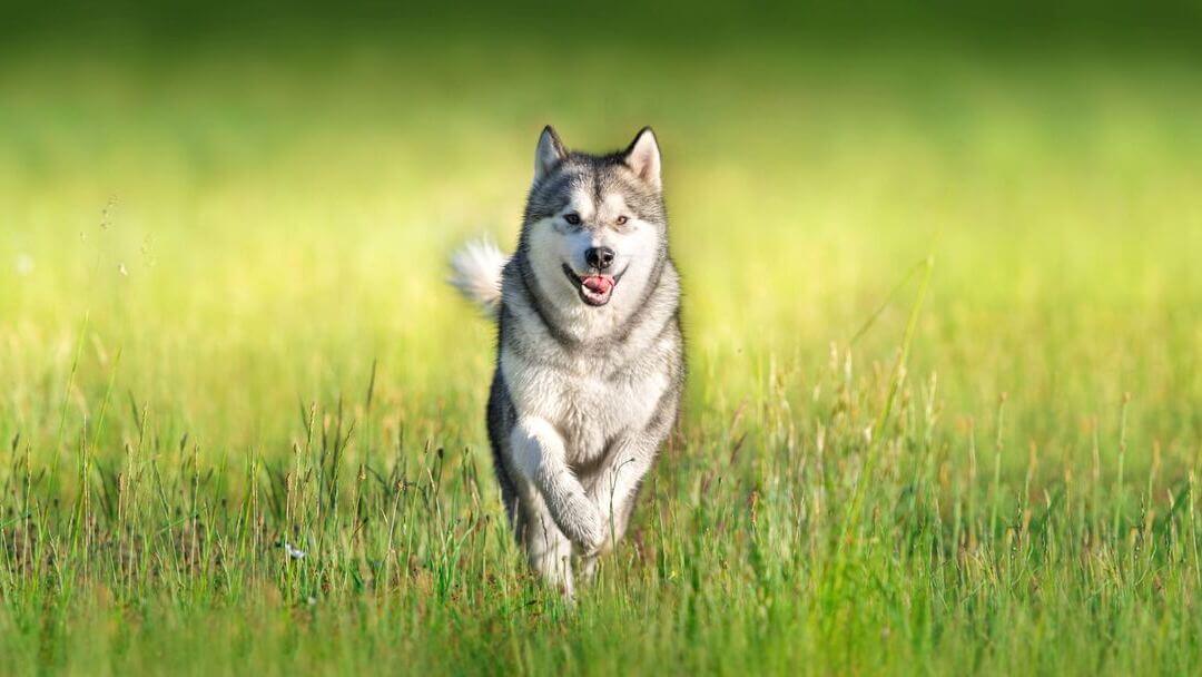 What To Feed Elderly Dogs